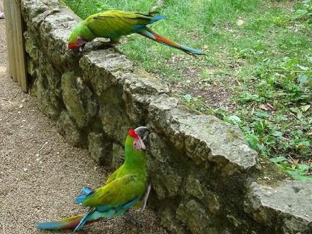 149 BIO PARC DE DOUE LA FONTAINE 4- 2016_000040.jpg